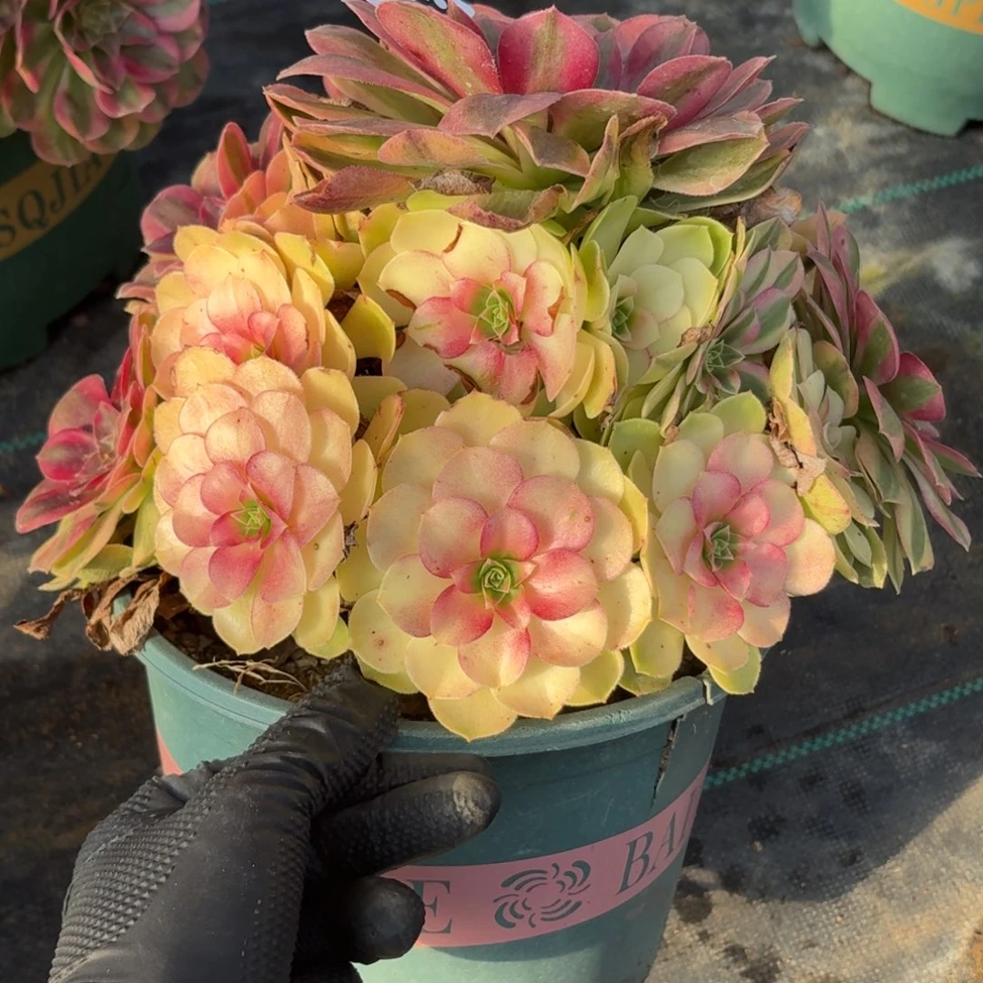 318雨河多肉植物福利