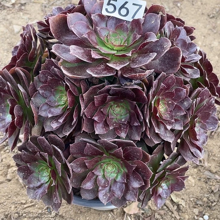 567赤焰莲对肉植物