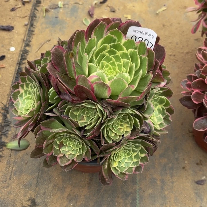 海王多肉处理不包断头0307