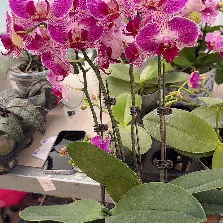 大部分开放少量花苞组盆