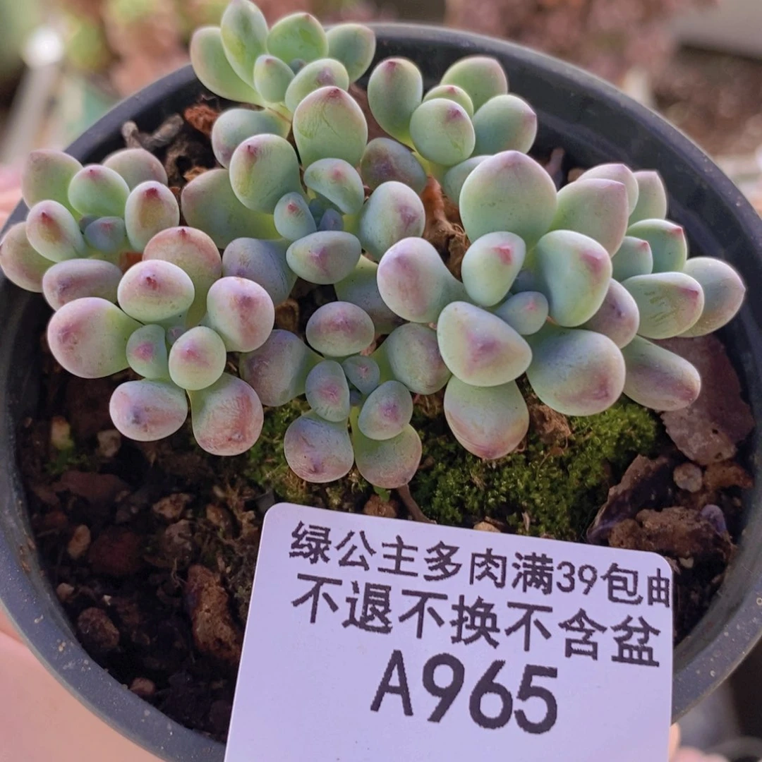 汤姆漫画有砍7cm965多肉植物