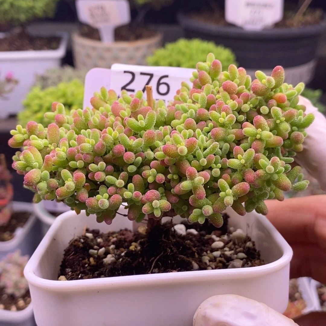 缺***草276 蜜橘糖球，。