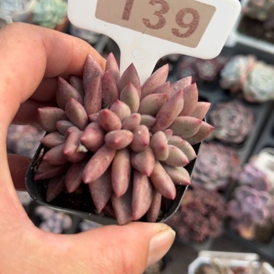139桃花源缀多肉植物多