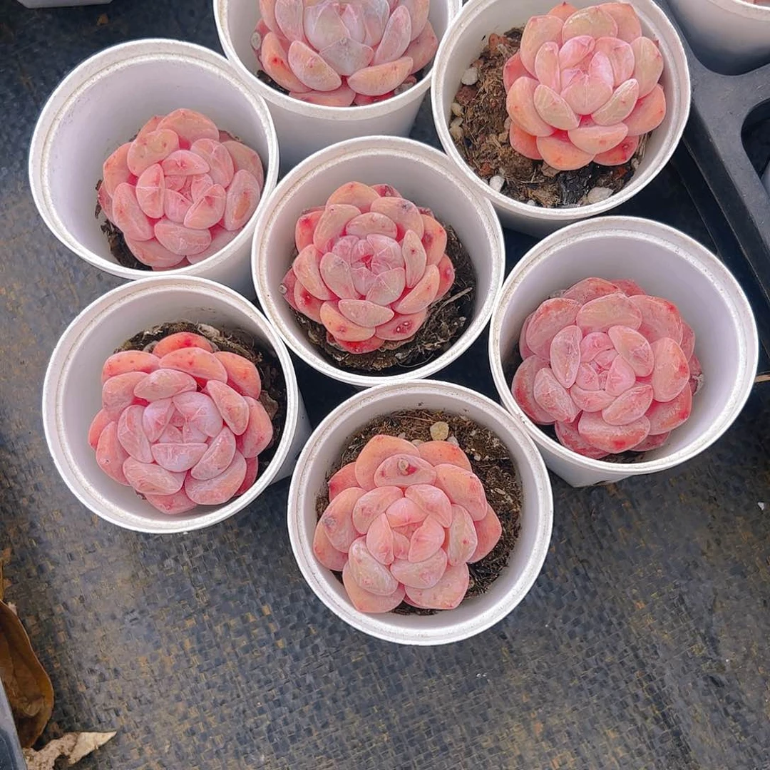 丫*_雪天使4公分左右5079号