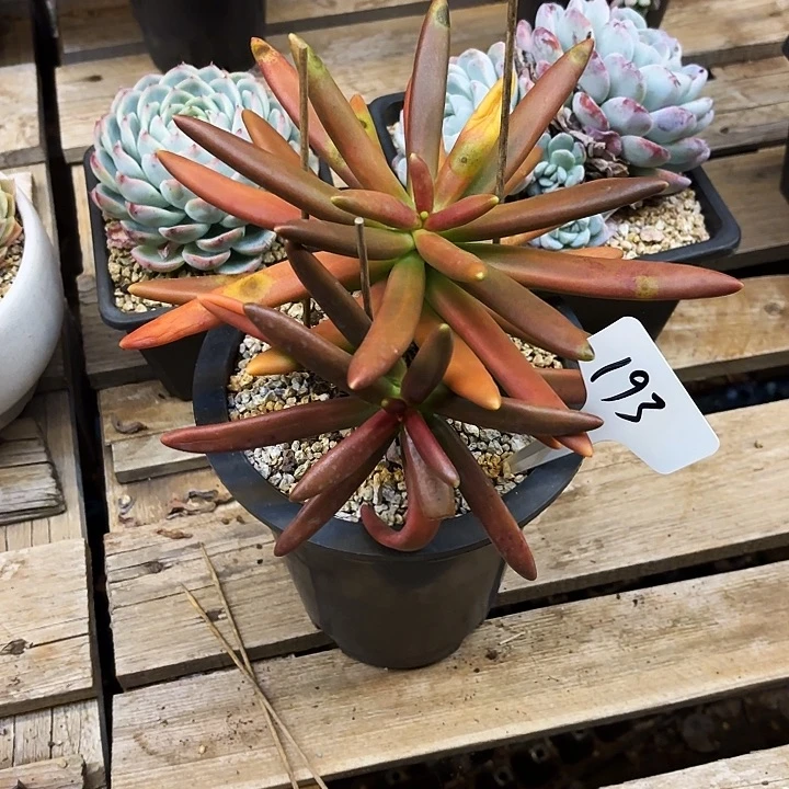多肉植物，椰子树193号