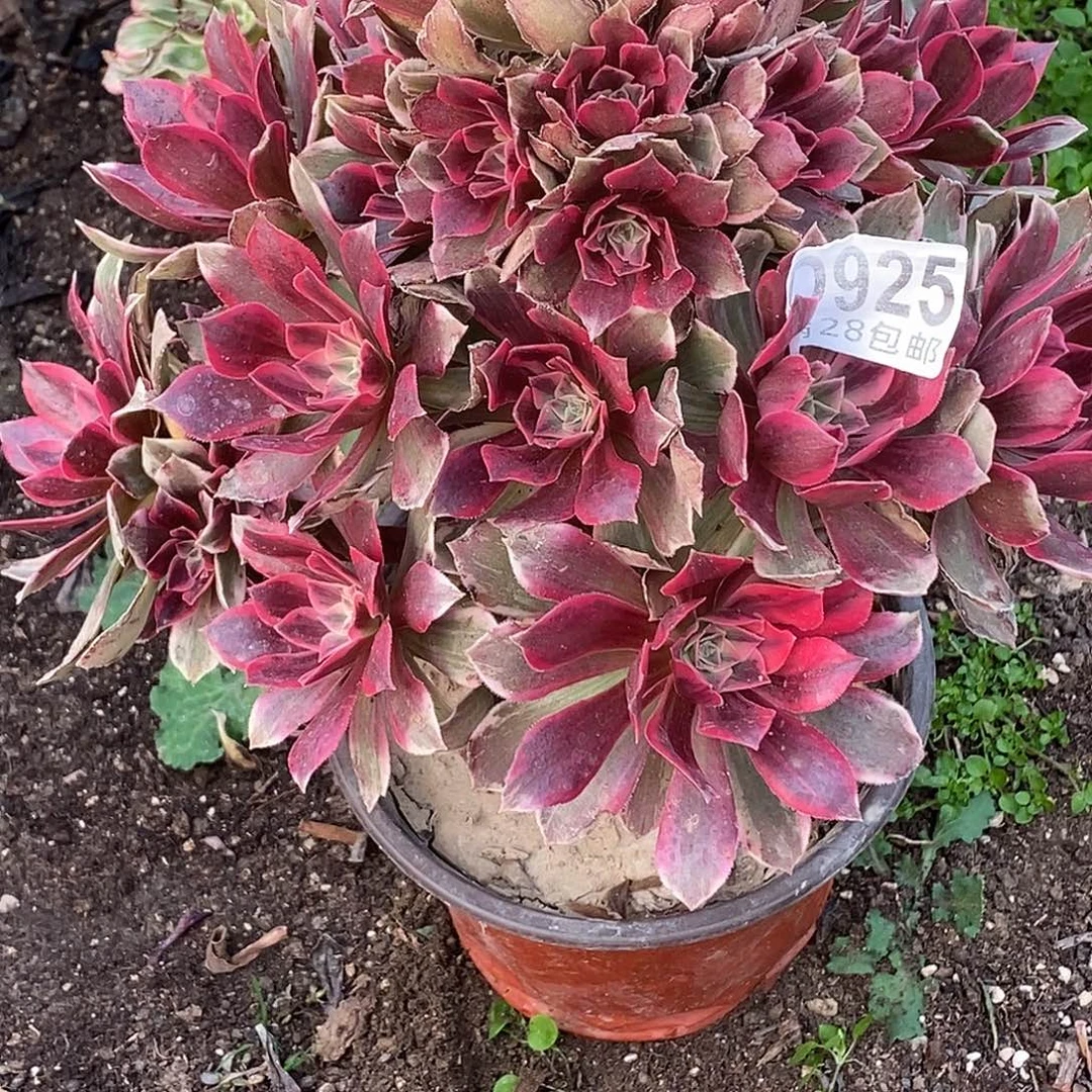925浣纱瑕疵多肉植物无售后