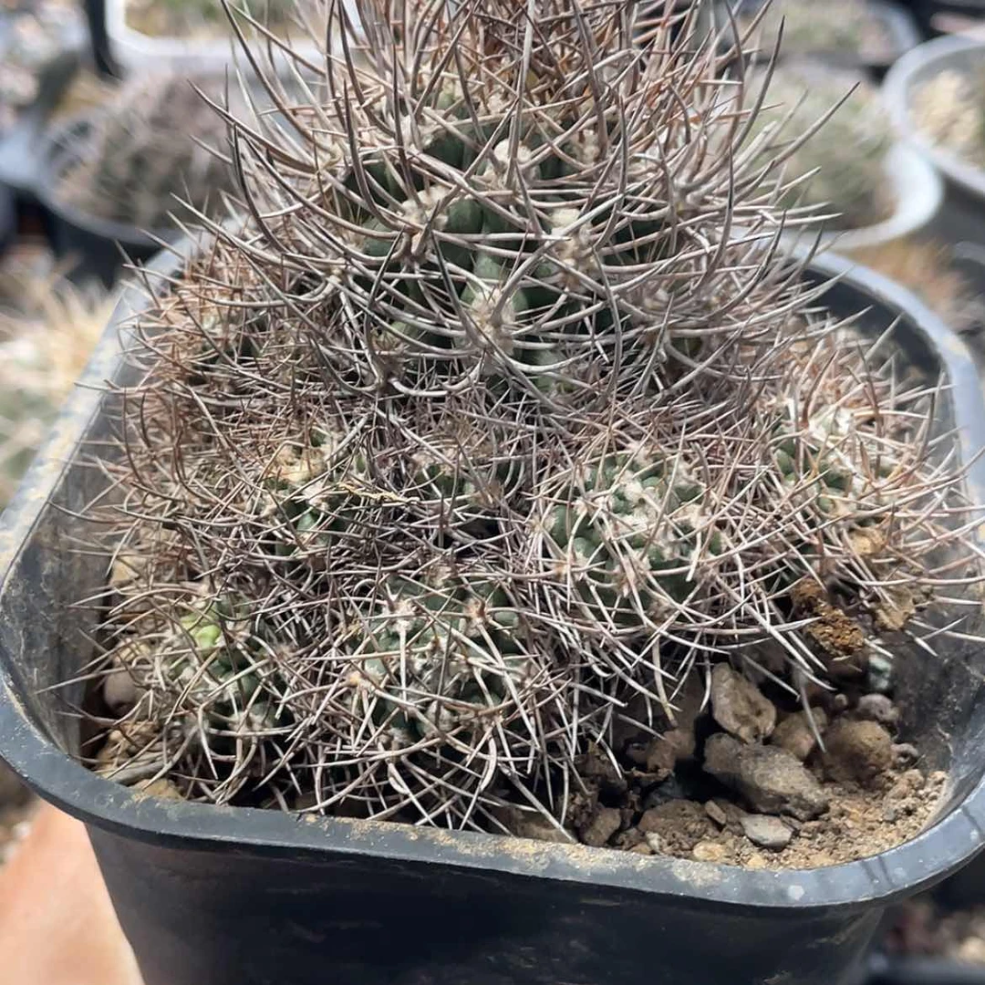 【闪购商品】逆豹丸冒根芽6666