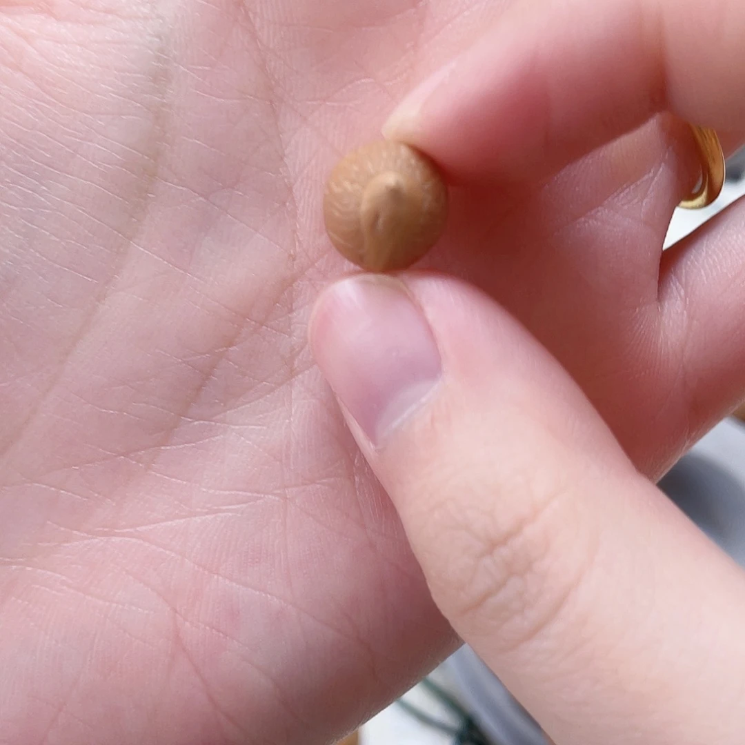 觀***感吊坠凤眼菩提佛眼