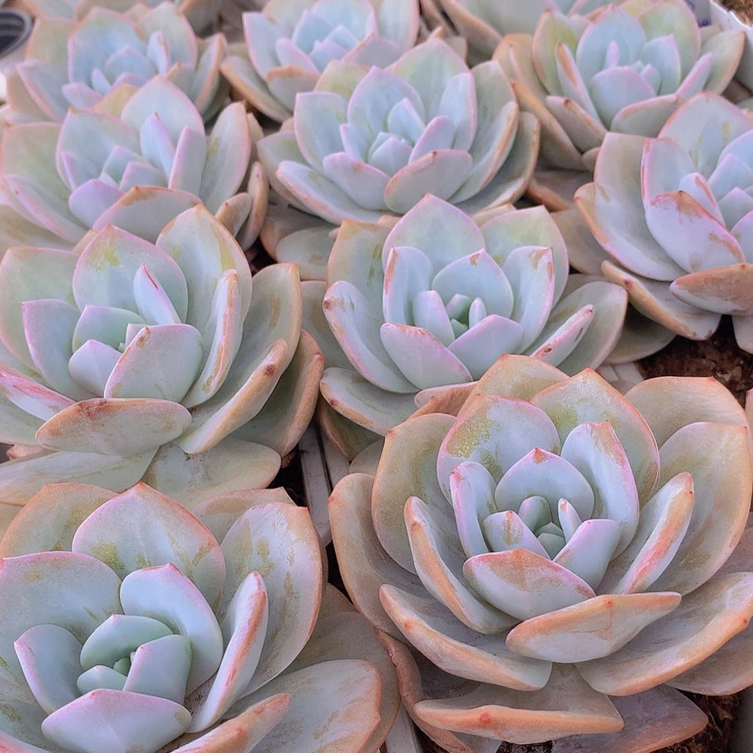 大韩奶茶24663567889