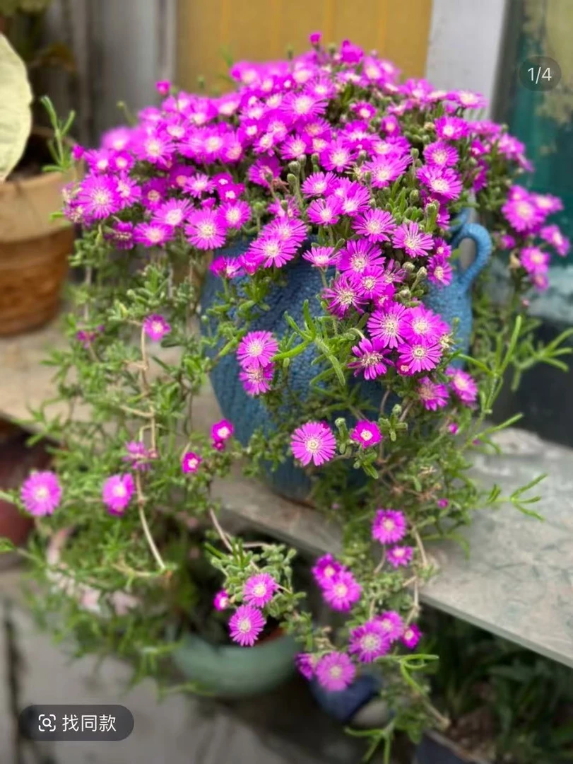 枝干番杏 多肉植物  带盆发货   耐旱实物上盆种植固定售后