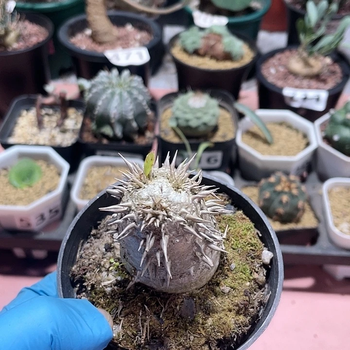 629黑皮惠比大黑块根