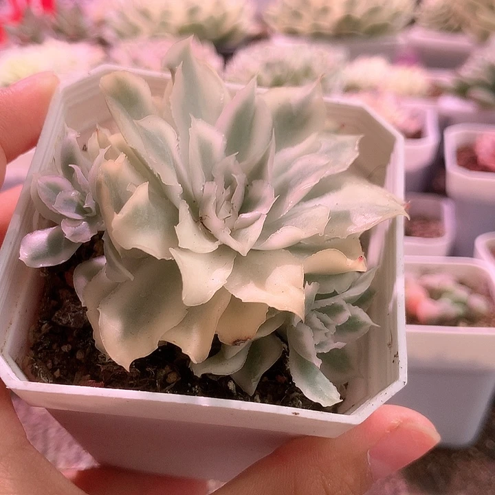 紫蝴蝶群生覆轮锦有根