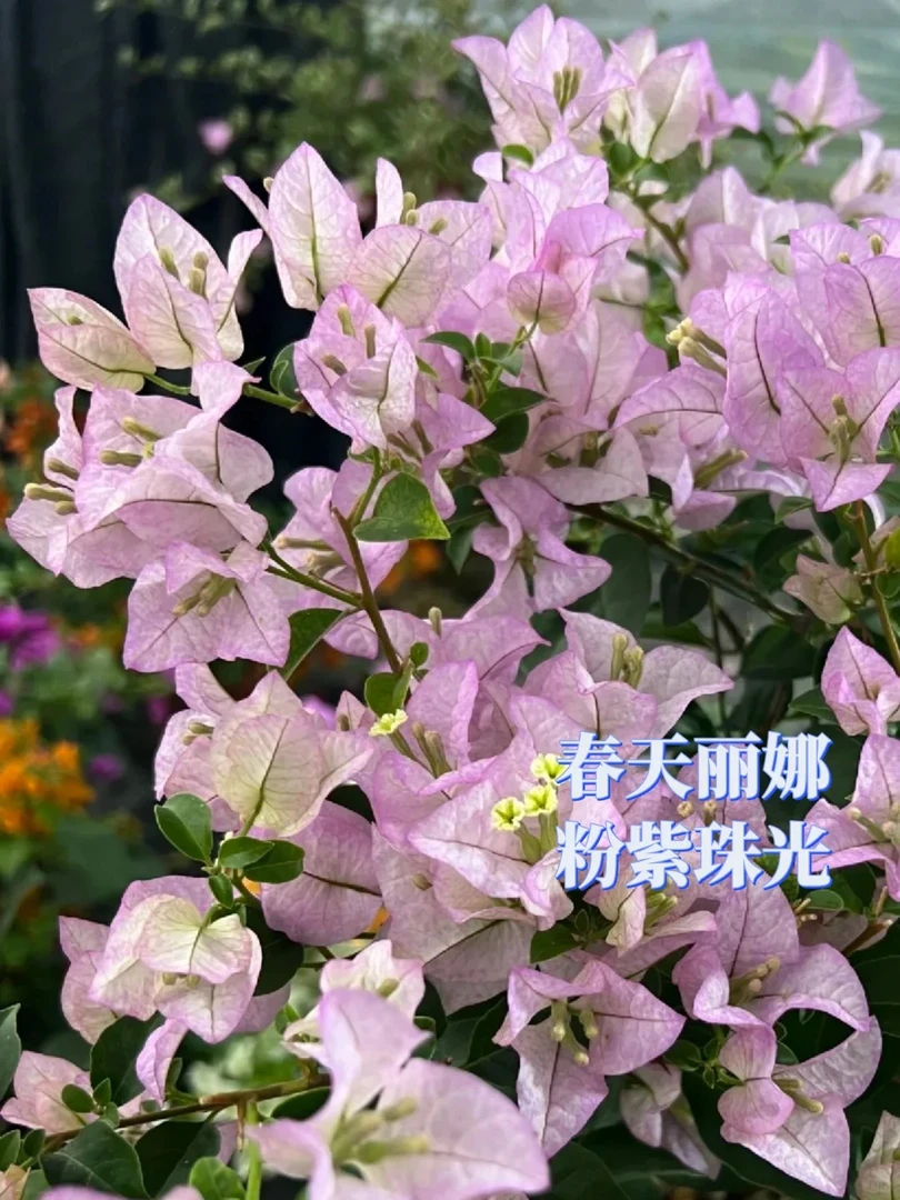 【丽娜】会掉花掉叶介意不要拍庭院阳台地栽盆室内室外南北
