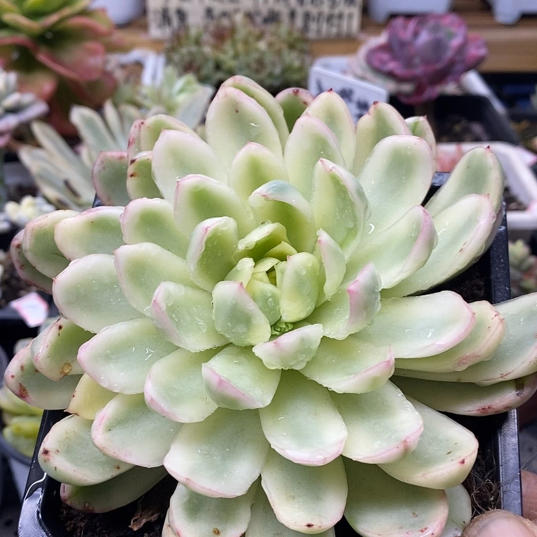 小*吖2699 东云白玫瑰覆轮锦 需延时发货