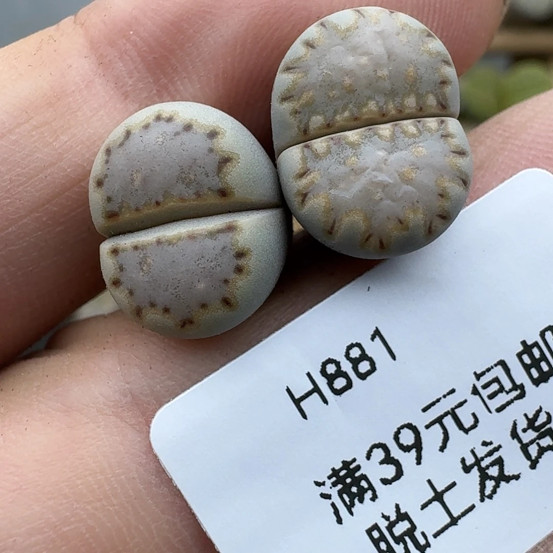 881多肉哈哈哈哈哈哈哈哈