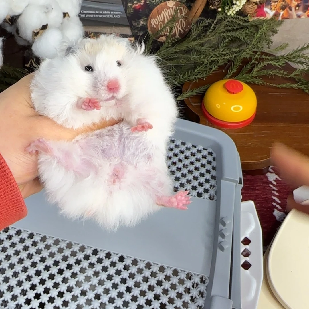 黄波妹妹11.08生日