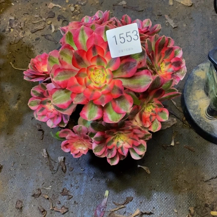 荔枝多肉断头不包1553