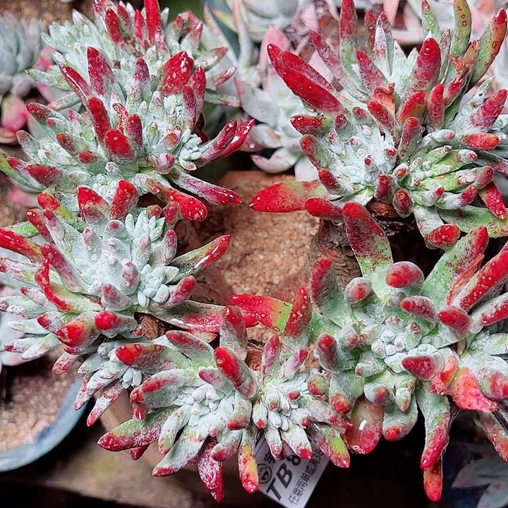 8314刘丹海瑟仙女杯的人