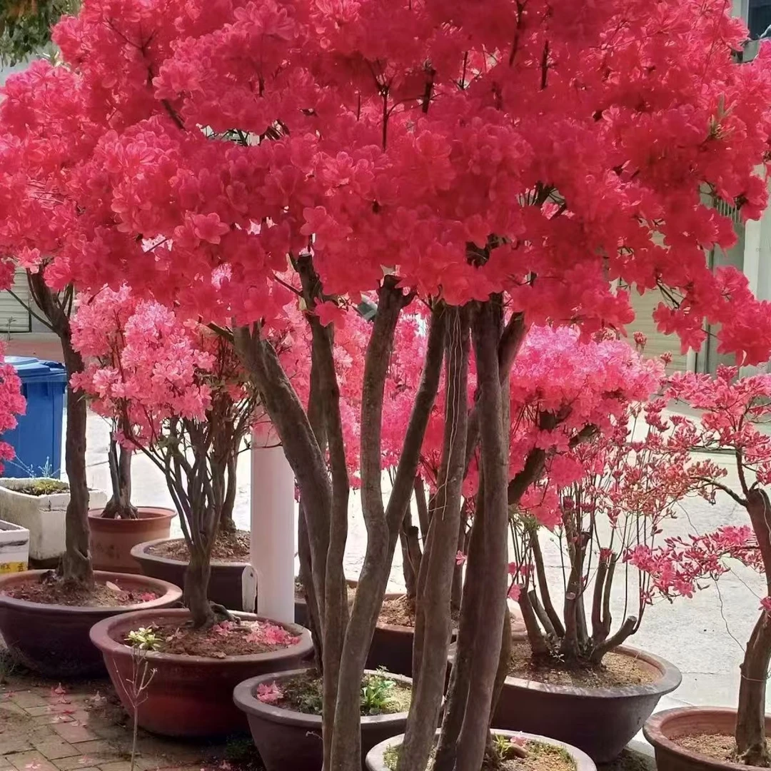 无品牌贵州映山红鸡血红