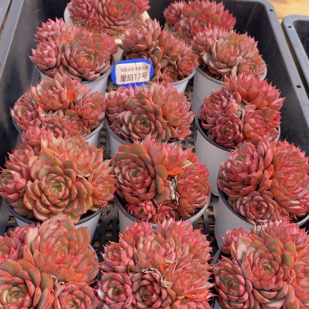 量拍17号 安娜玫瑰大群生一个