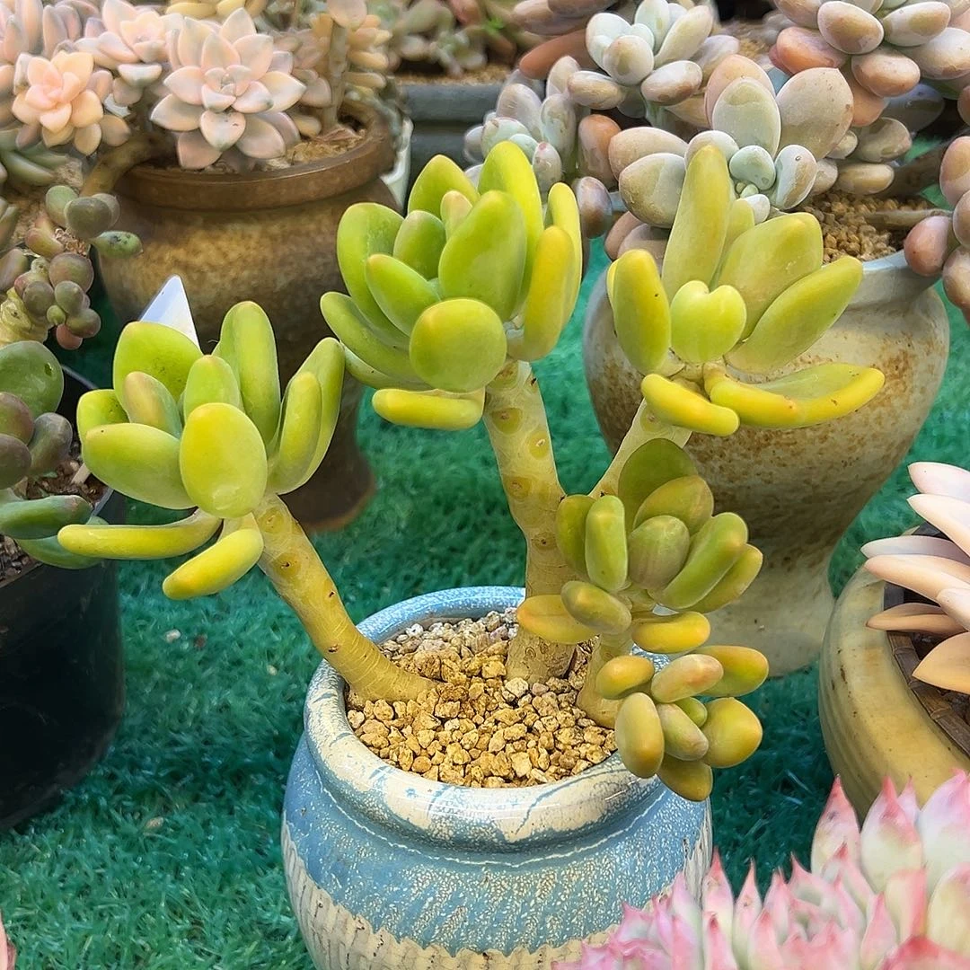 芒果奶，，，，，，，，，，，，，，