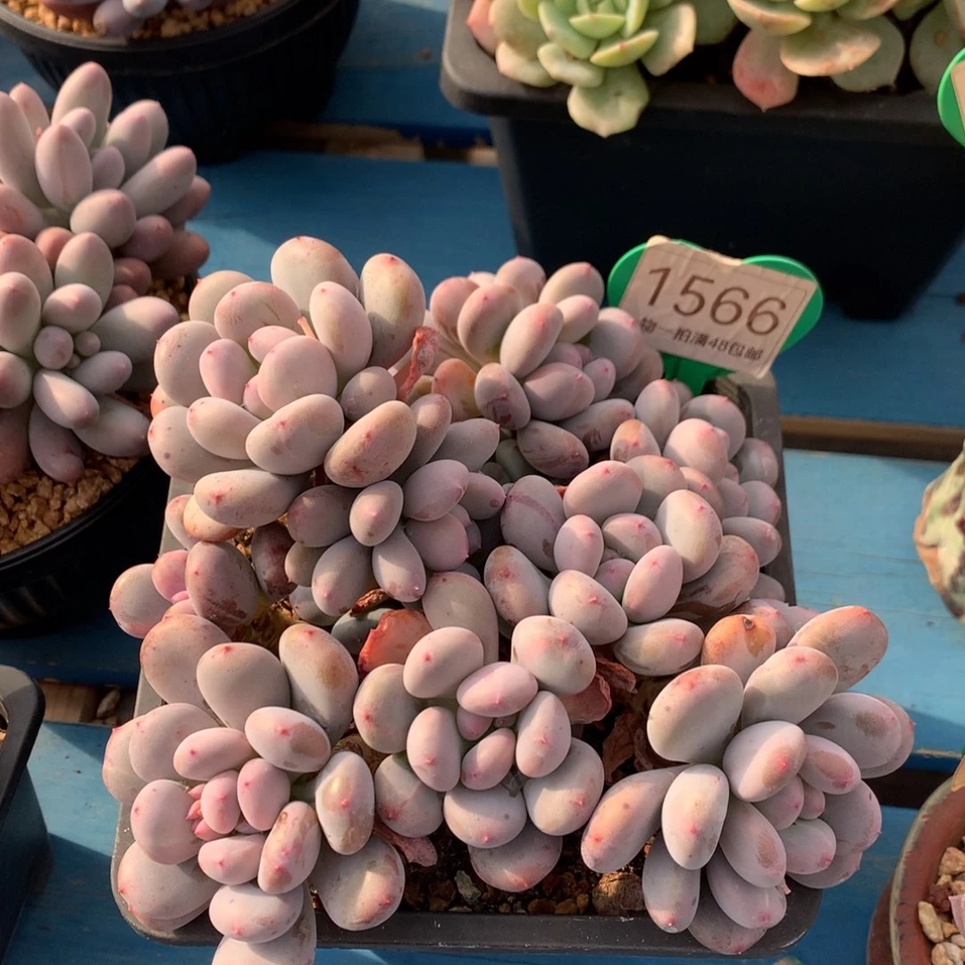 香香雪老桩无砍1566