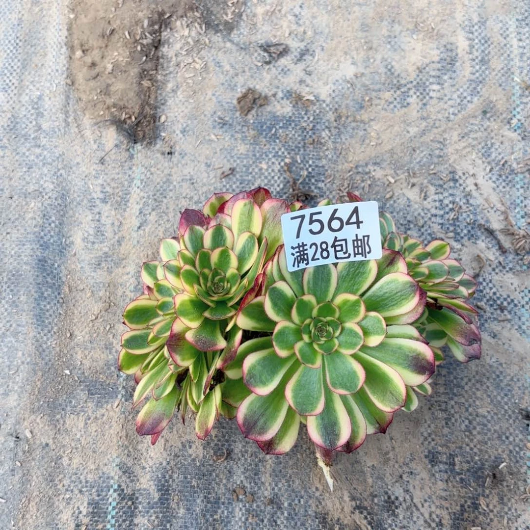?****?D. 7564琳琅缀多肉