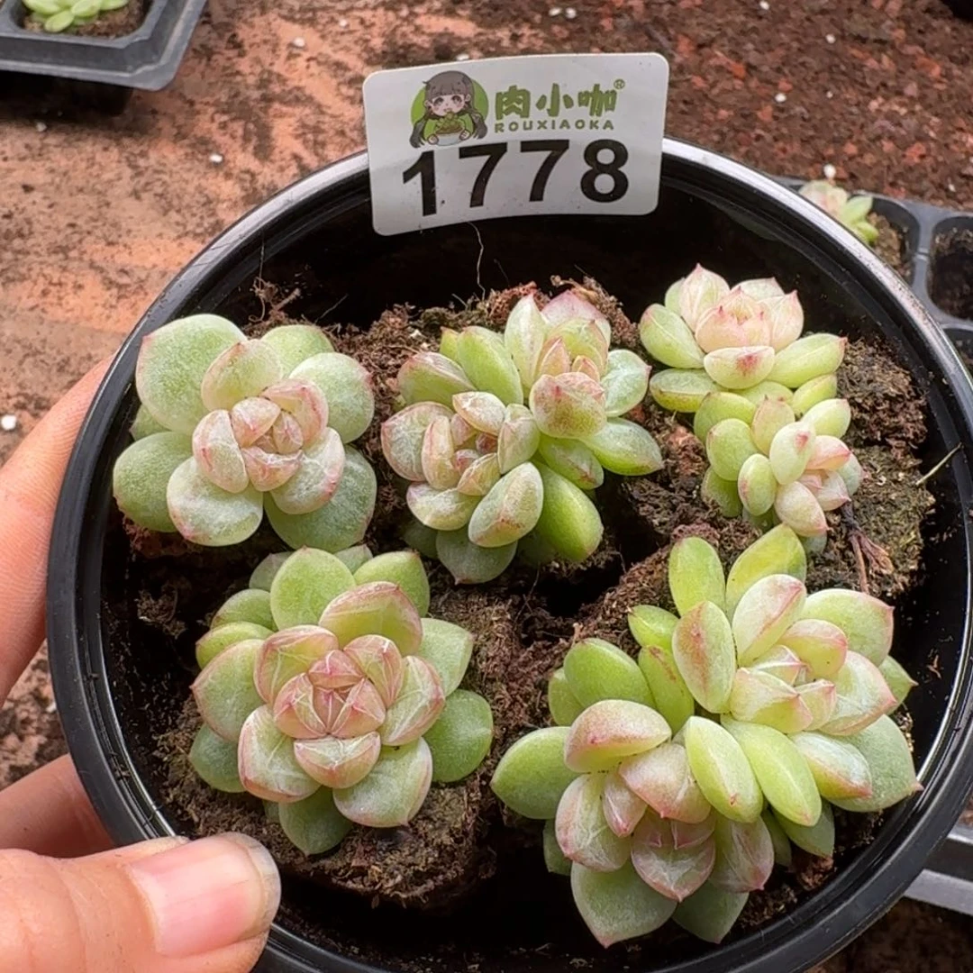 多肉植物多肉植物