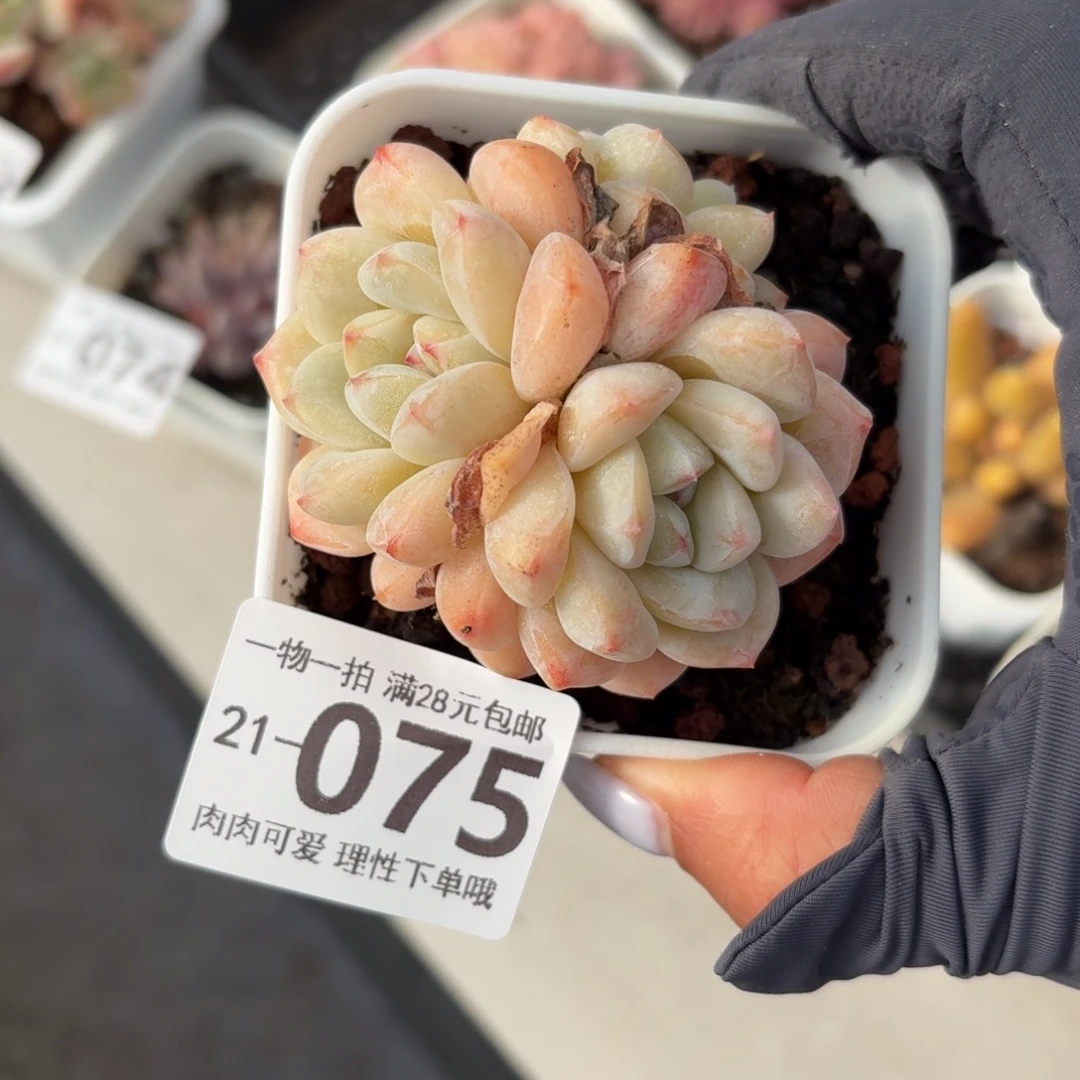 玉蝴蝶无盆土发货无