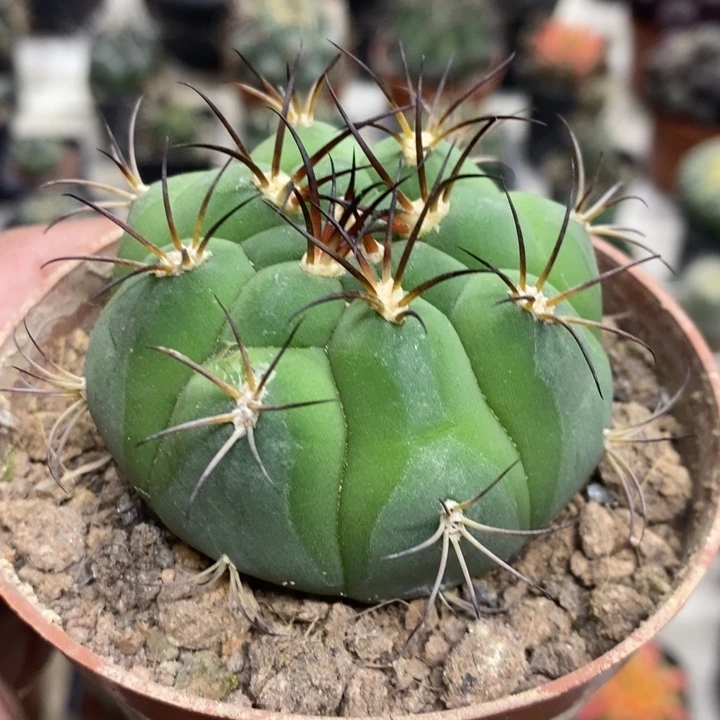 实生天子玉特价福利