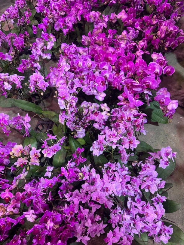 桌面款2颗混出，蝴蝶兰