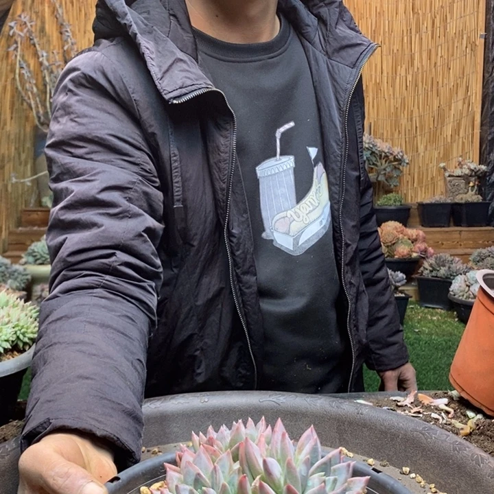 迎***翔565号红蛋多肉植物