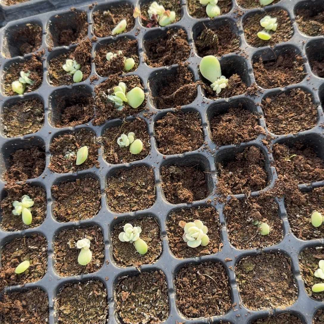 碧波穴一个满25包邮