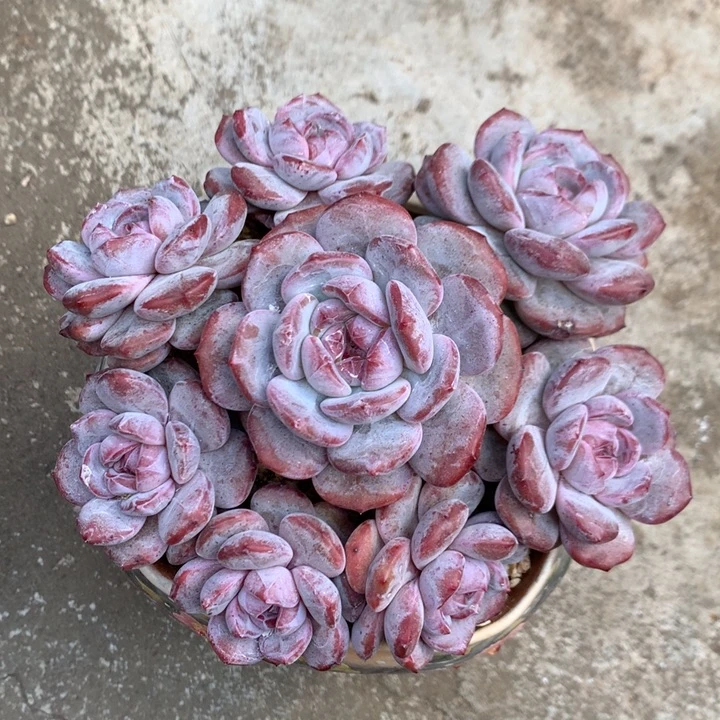 多肉植物石榴籽星影自然群手捧