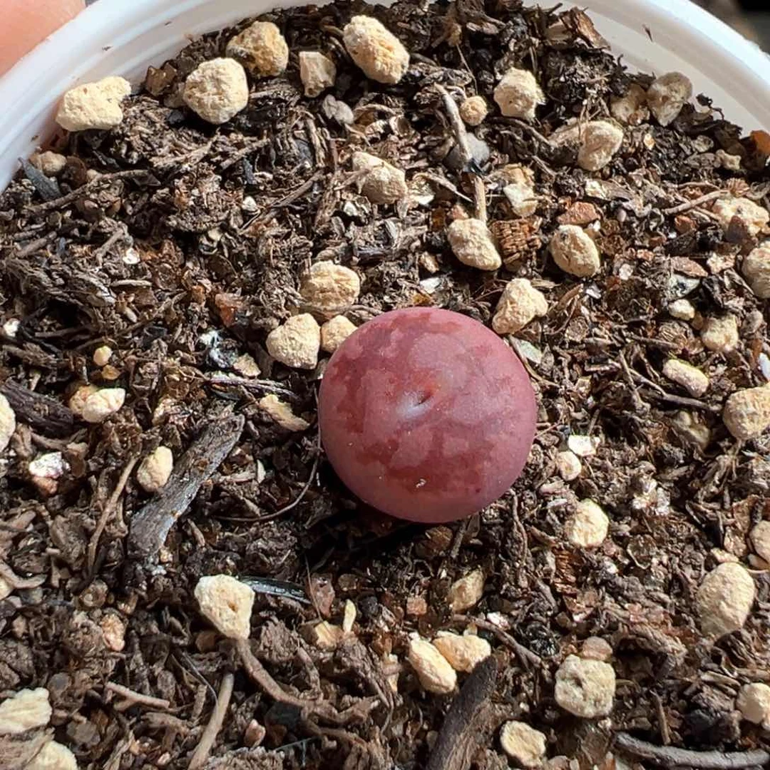 多肉植物172号毛杂