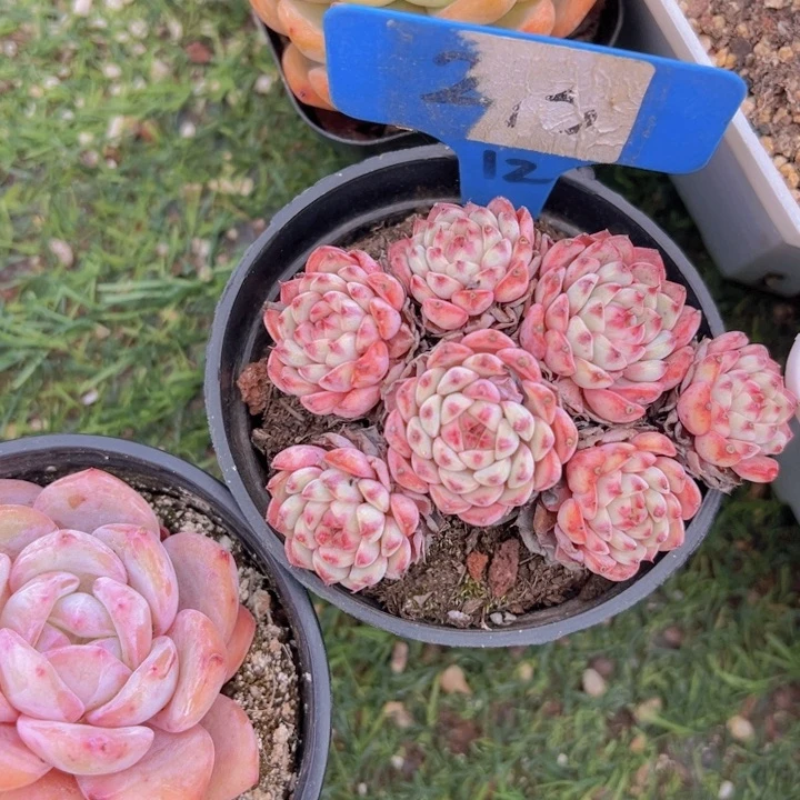 健健康康平平安安