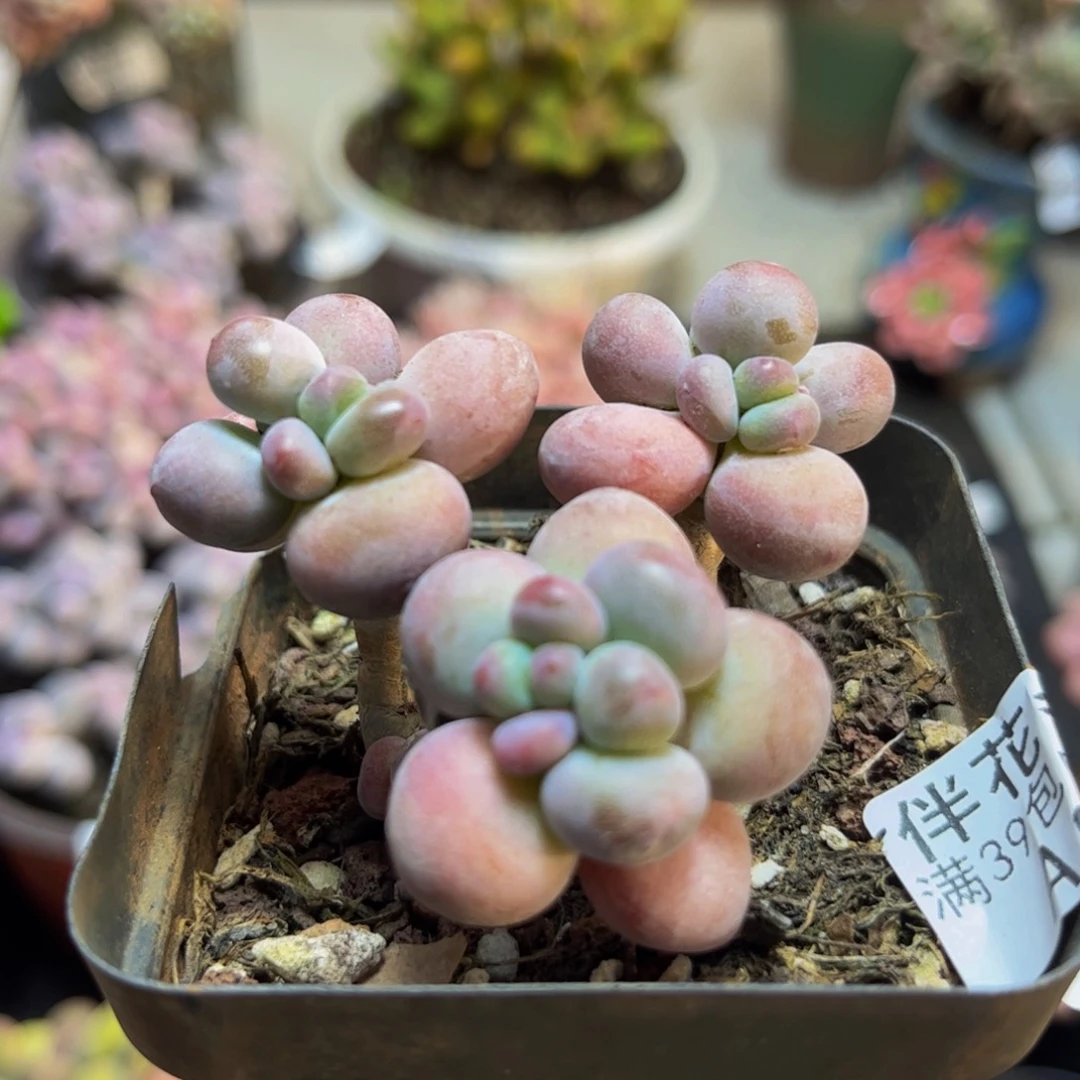 964苹果奶5cm多肉