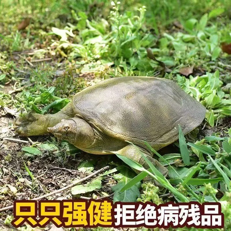 鲜活甲鱼三只3-4斤生猛老鳖黑青花顺丰包邮到家