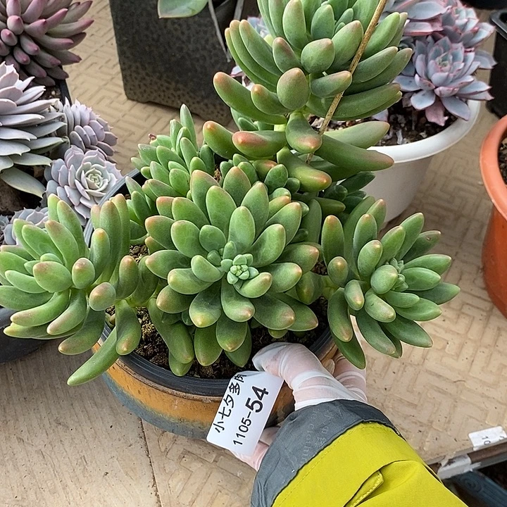 小七夕多肉鲸落54