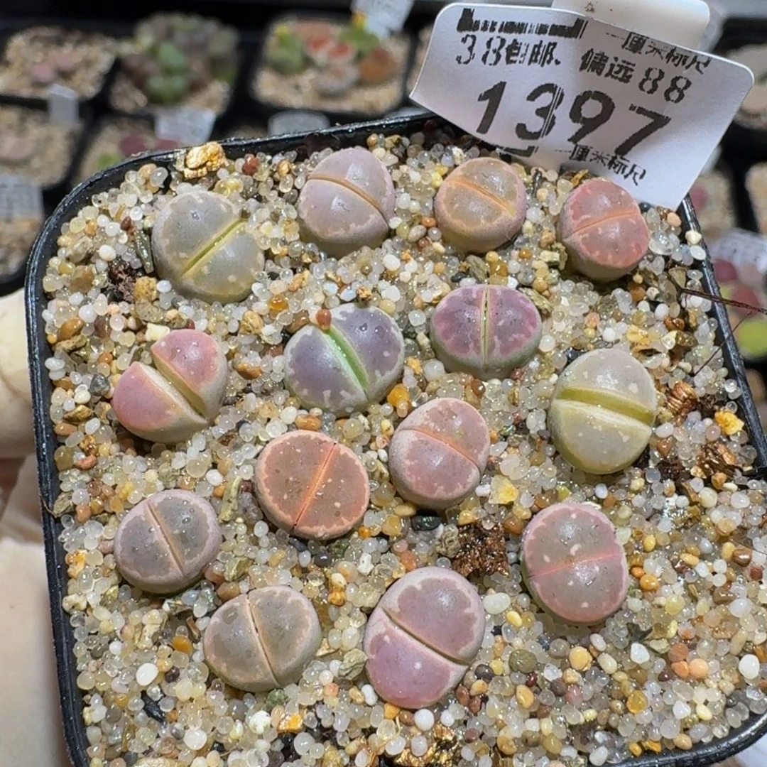 zzzz生石花肉锥1397