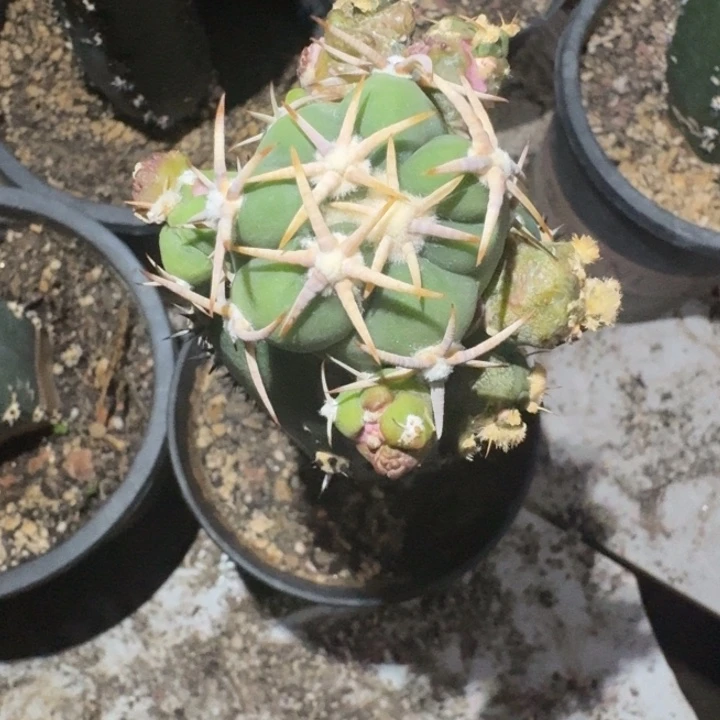 愛*仙人球仙人球仙人球