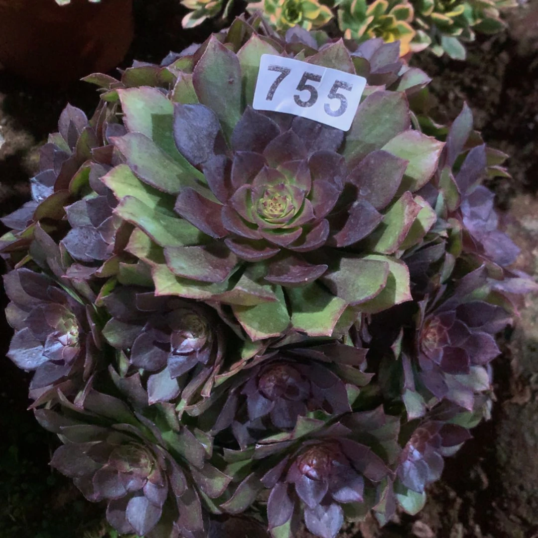 【闪购商品】755桃花石多肉