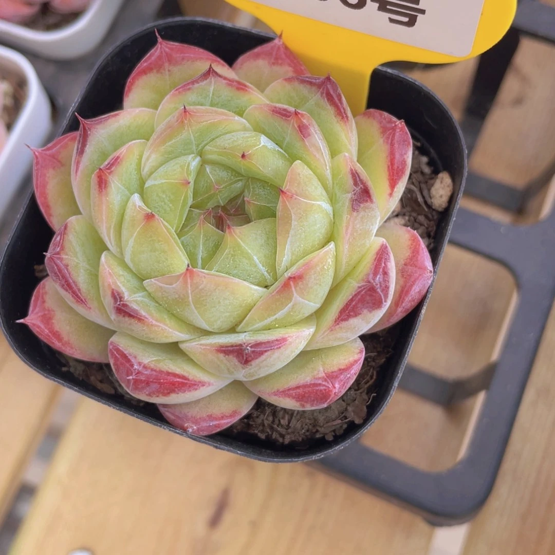 266号 睫毛钻石孤品