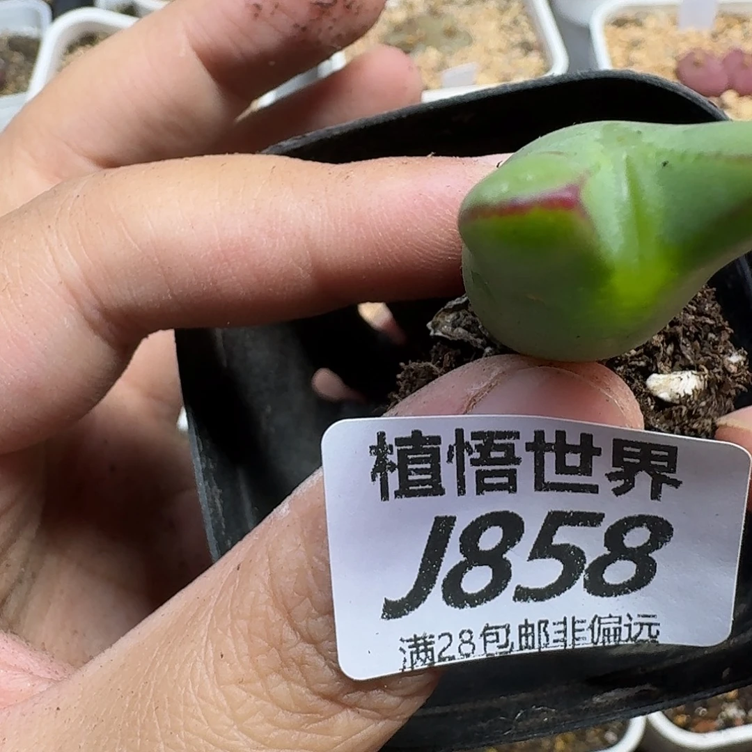 多肉植物的润泽fbn