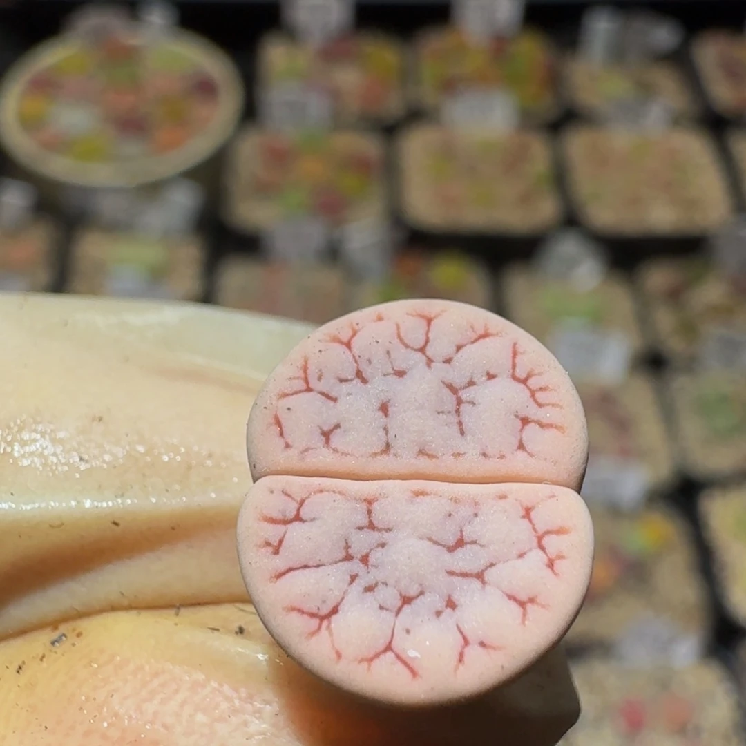 Ssss精品生石花1475