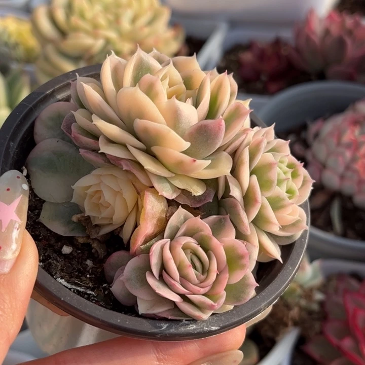 绿体昂斯诺锦一颗群生