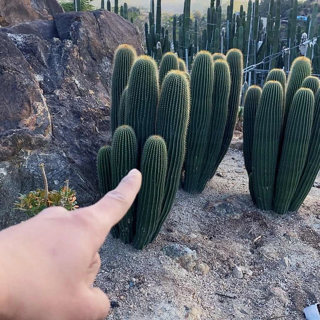 九***莉6号拍品。