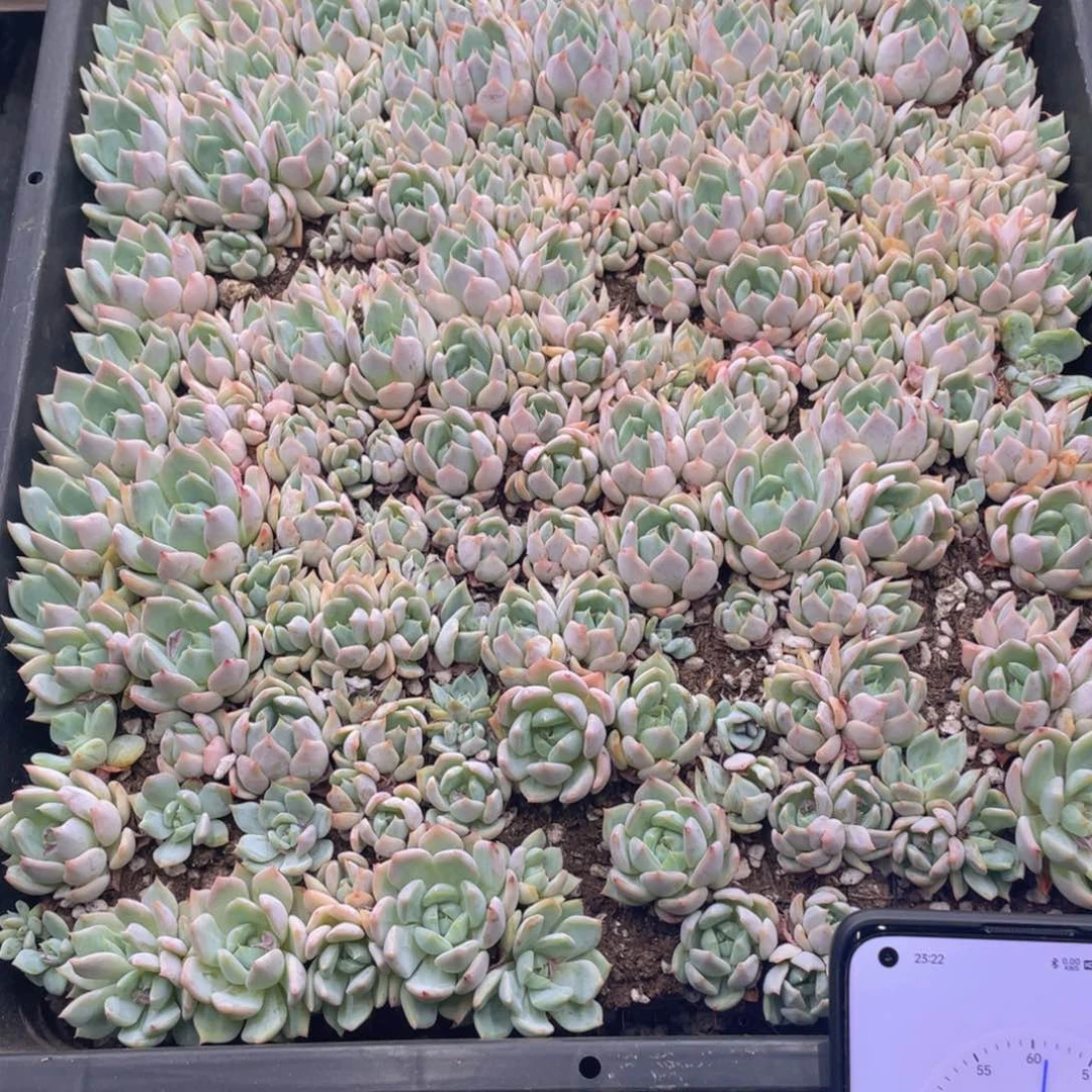 天****手云糖心多肉植物78