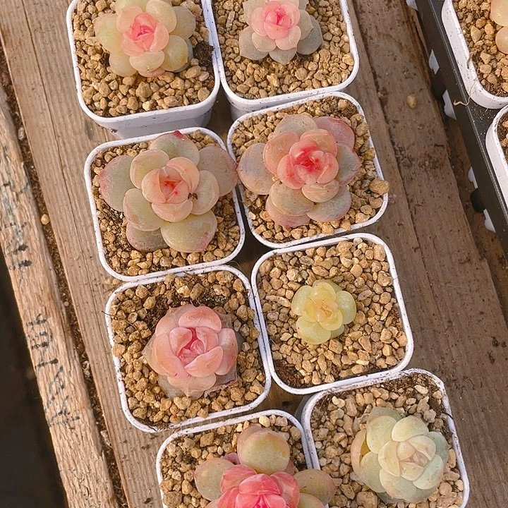 桃坞穴一个满25包邮