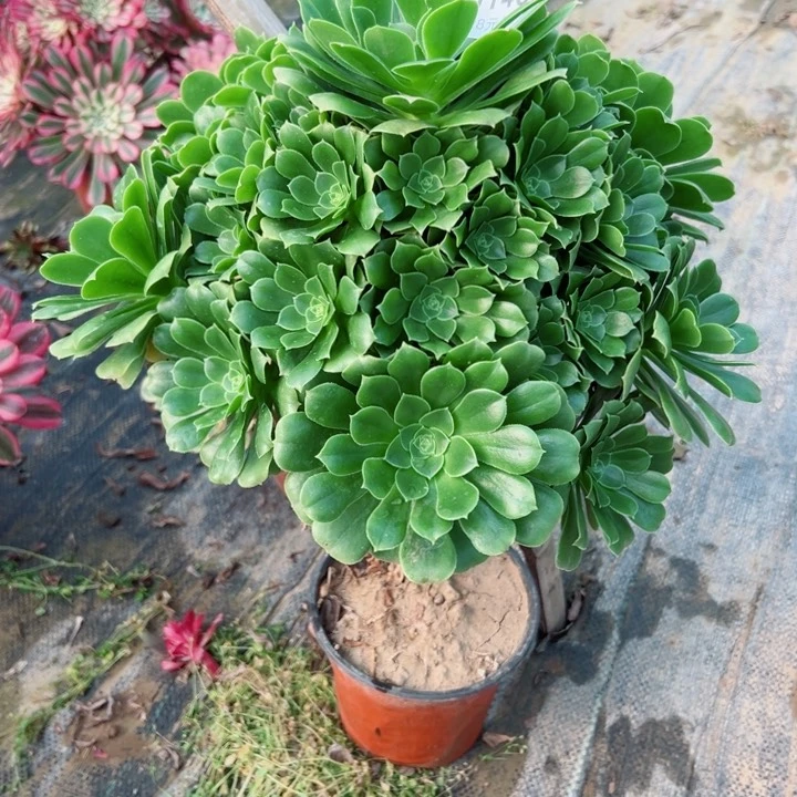 楠*148绿羊绒多肉植物